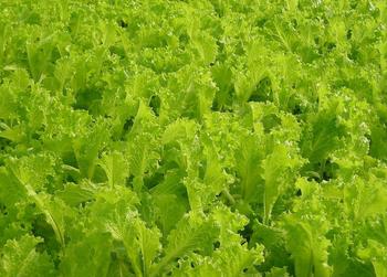 吃生菜治白癜风吗