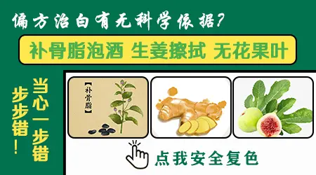 无花果叶子泡酒涂白癜风有效果吗